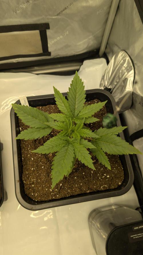 Gorilla Runtz - Seedsman. Week 2