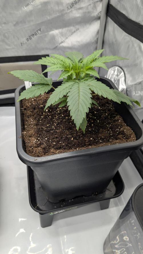 Gorilla Runtz - Seedsman. Week 2