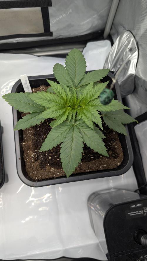 Gorilla Runtz - Seedsman. Week 2