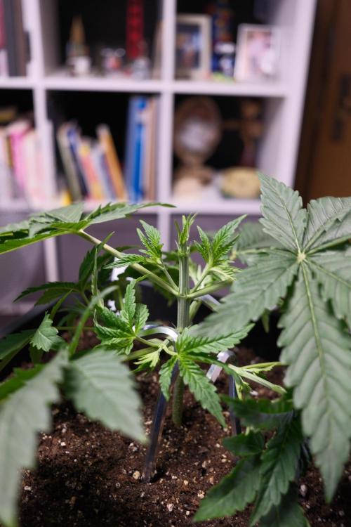 Gorilla Runtz - Seedsman. Week 2