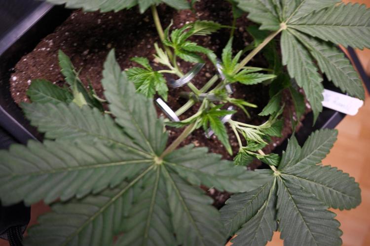 Gorilla Runtz - Seedsman. Week 2