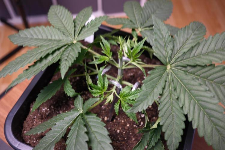 Gorilla Runtz - Seedsman. Week 2