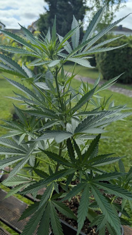 Strawberry Banana Auto - Outdoor. Week 5