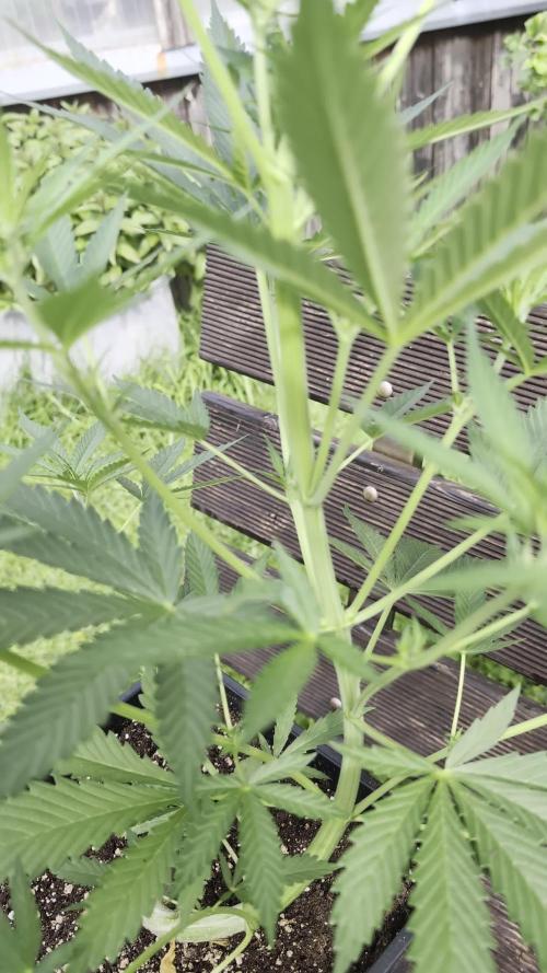 Strawberry Banana Auto - Outdoor