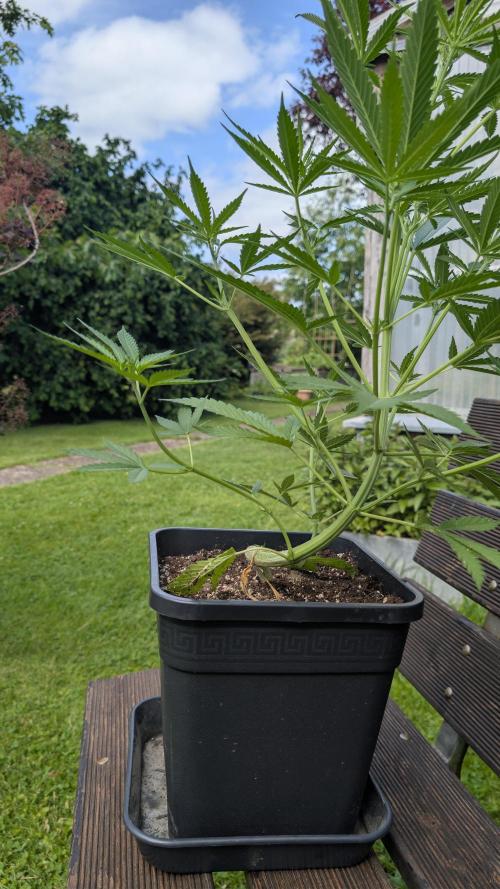 Strawberry Banana Auto - Outdoor. Week 5