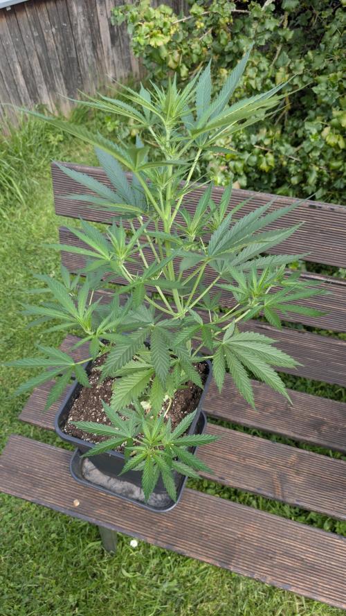 Strawberry Banana Auto - Outdoor. Week 5