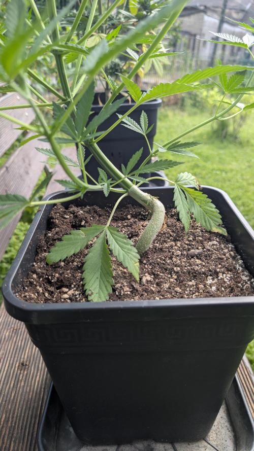 Strawberry Banana Auto - Outdoor. Week 5