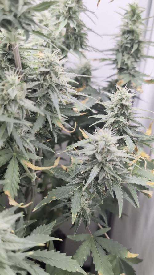 Pineapple Pulse Auto