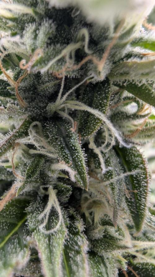 Pineapple Pulse Auto. Week 8