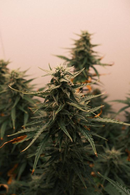 Pineapple Pulse Auto. Week 8