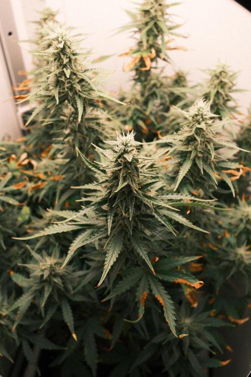 Pineapple Pulse Auto. Week 8