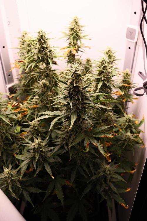 Pineapple Pulse Auto. Week 8
