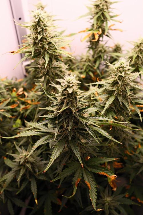Pineapple Pulse Auto. Week 8