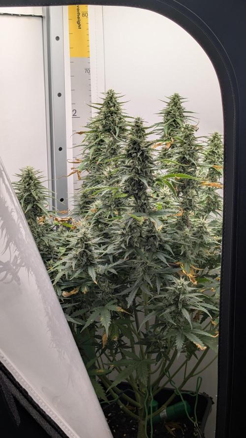Pineapple Pulse Auto. Week 8