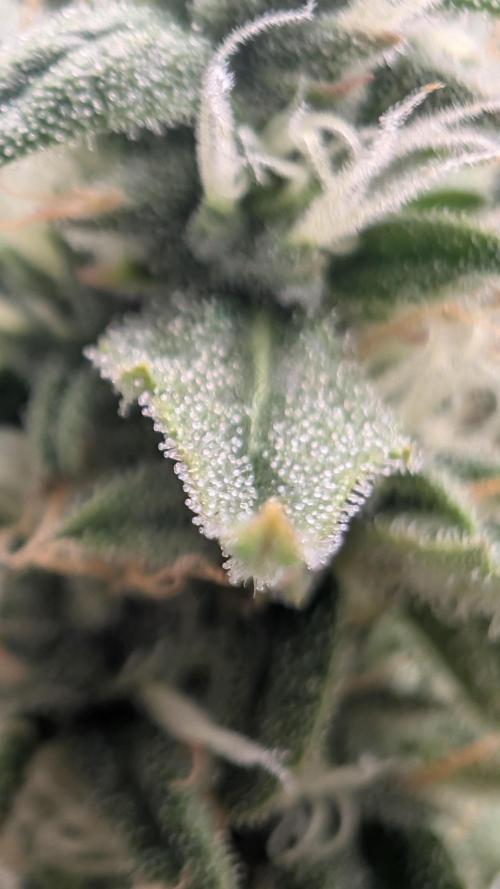 Pineapple Pulse Auto. Week 8