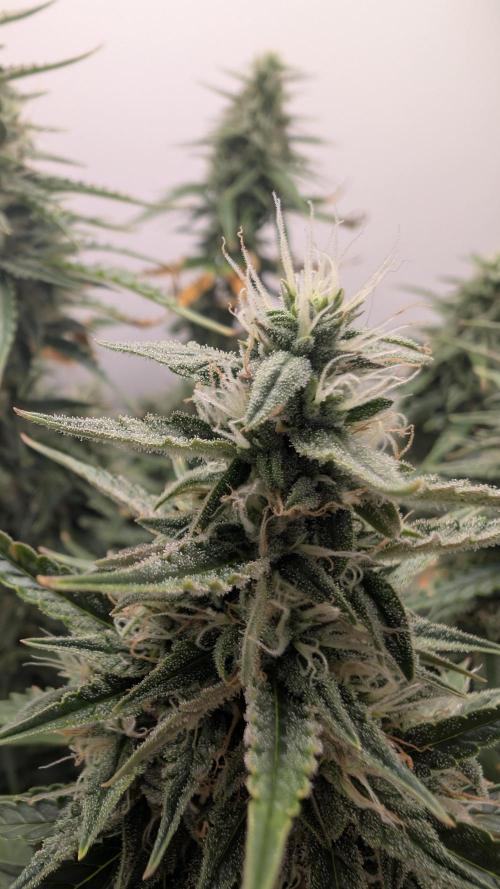 Pineapple Pulse Auto. Week 8