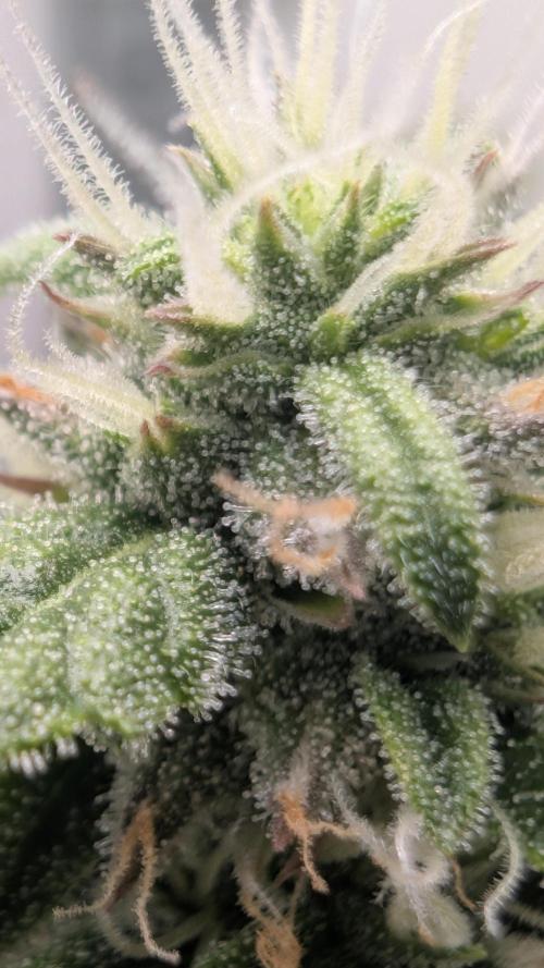 Pineapple Pulse Auto. Week 8