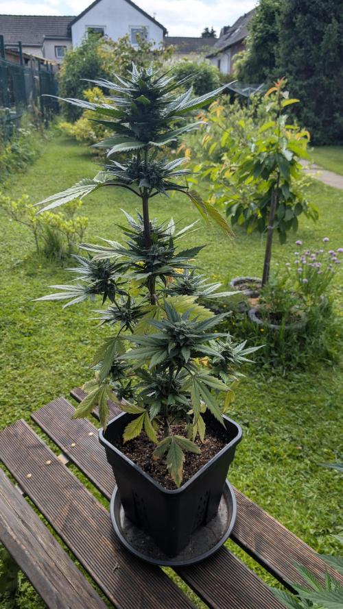 Wild Thai Automatic. Week 8