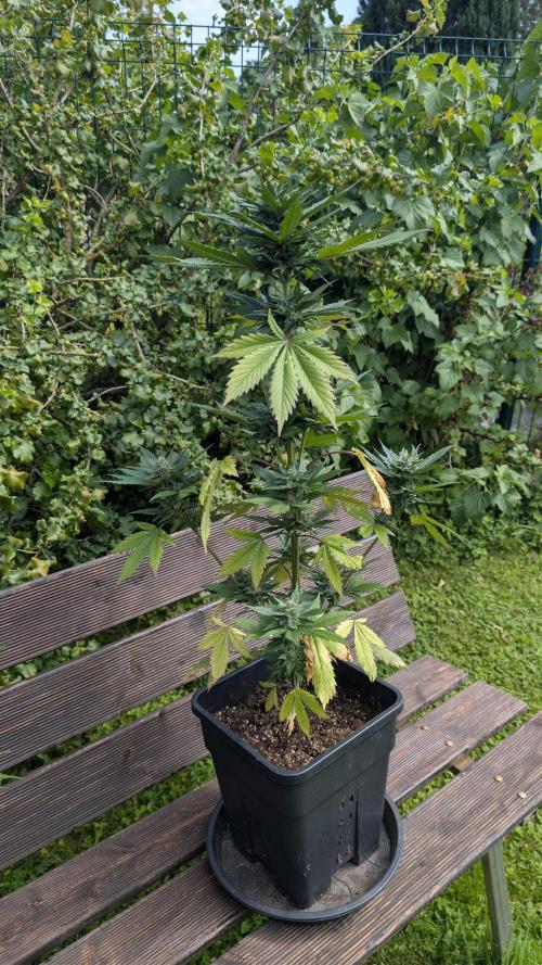 Wild Thai Automatic. Week 8