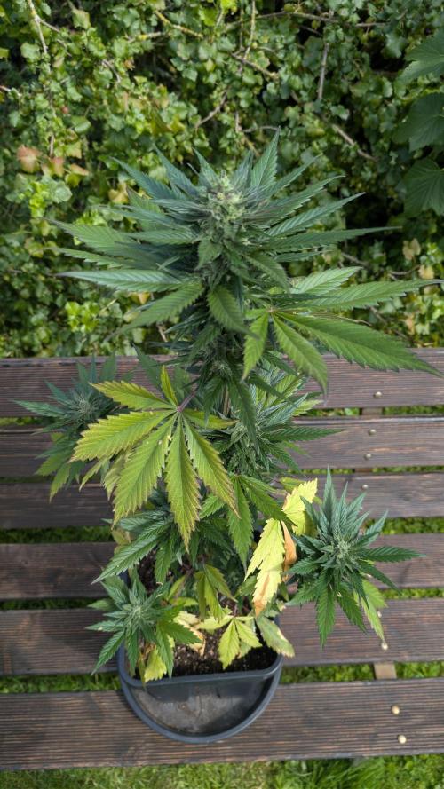 Wild Thai Automatic. Week 8