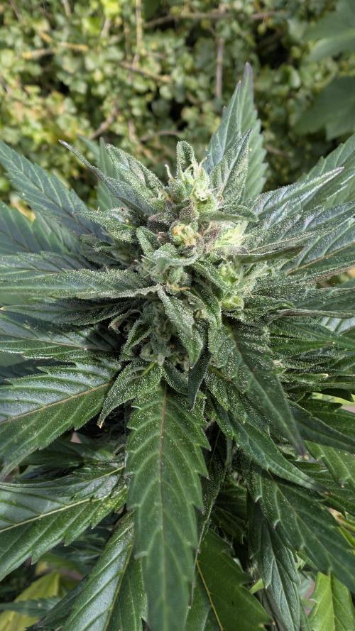 Wild Thai Automatic. Week 8