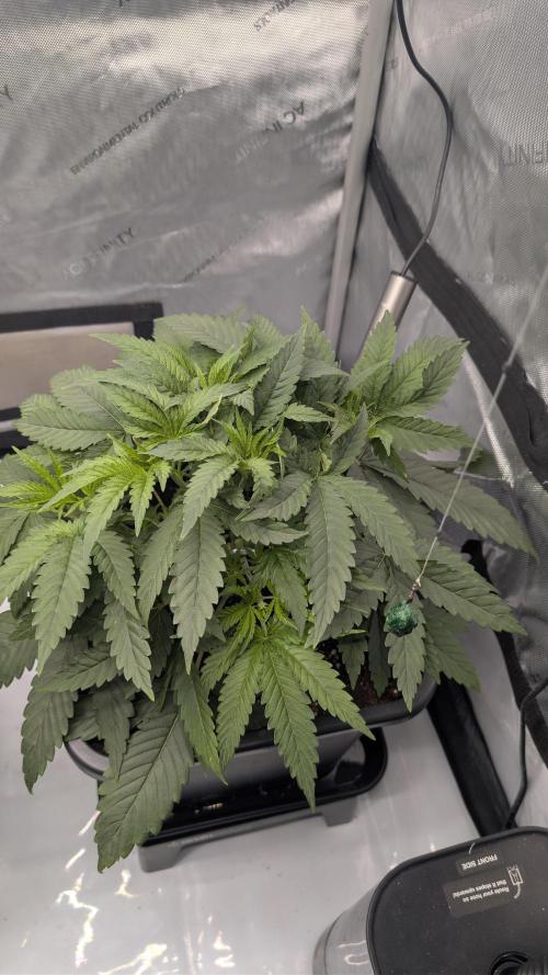 Gorilla Runtz - Seedsman. Week 3