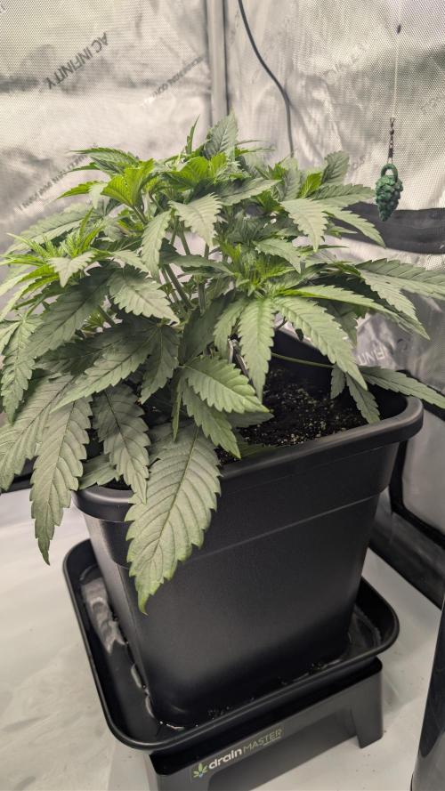 Gorilla Runtz - Seedsman. Week 3