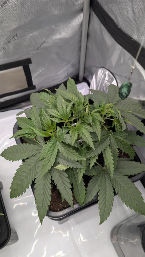 Gorilla Runtz - Seedsman. Week 3