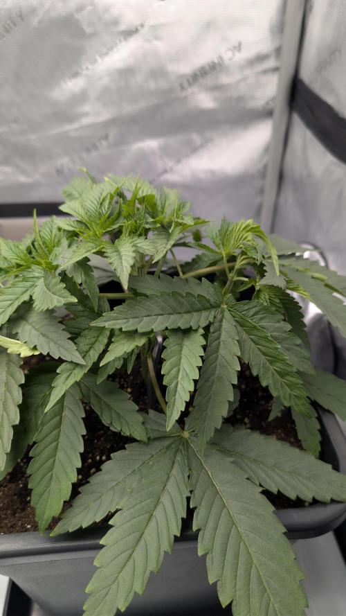 Gorilla Runtz - Seedsman. Week 3