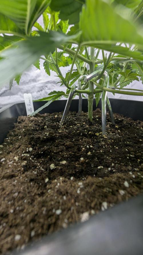 Gorilla Runtz - Seedsman. Week 3