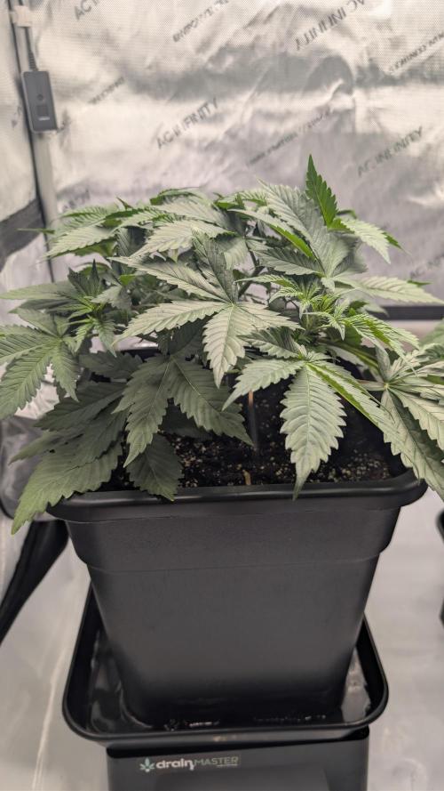 Blue Zushi - Ganja Farmer. Week 3