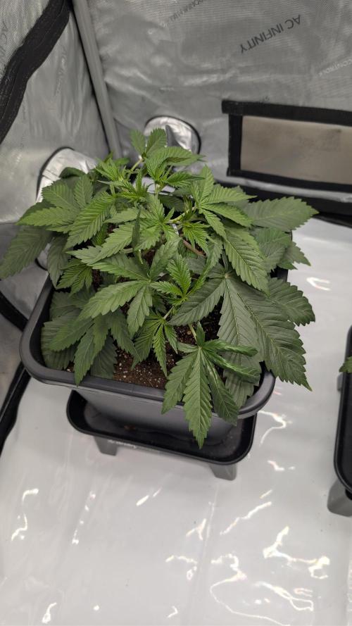 Blue Zushi - Ganja Farmer. Week 3
