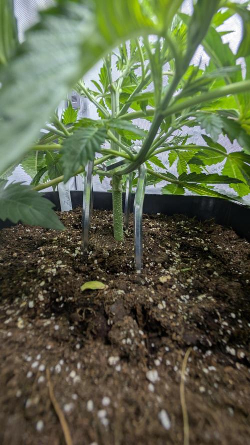 Blue Zushi - Ganja Farmer. Week 3