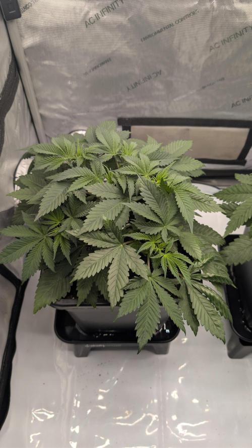 Blue Zushi - Ganja Farmer. Week 3