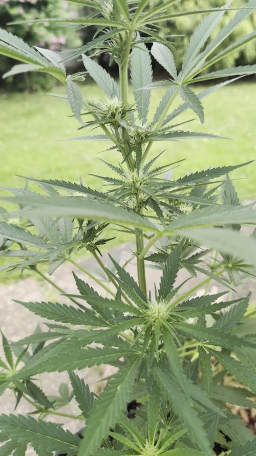 Strawberry Banana Auto - Outdoor