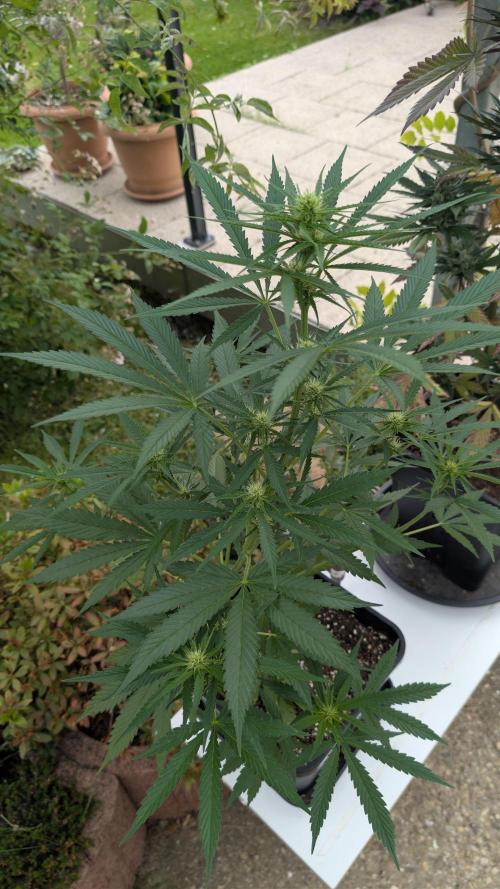 Strawberry Banana Auto - Outdoor. Week 6