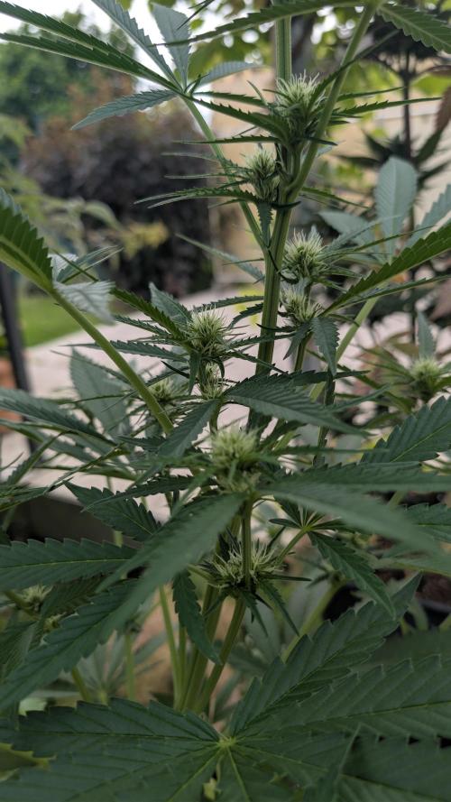 Strawberry Banana Auto - Outdoor. Week 6