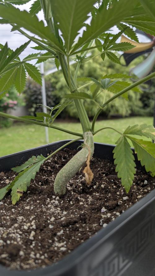 Strawberry Banana Auto - Outdoor. Week 6