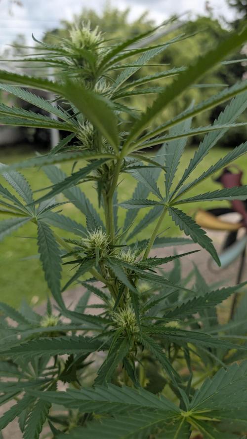 Strawberry Banana Auto - Outdoor. Week 6