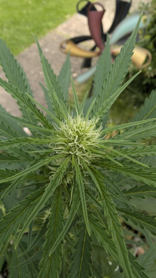Strawberry Banana Auto. Week 6