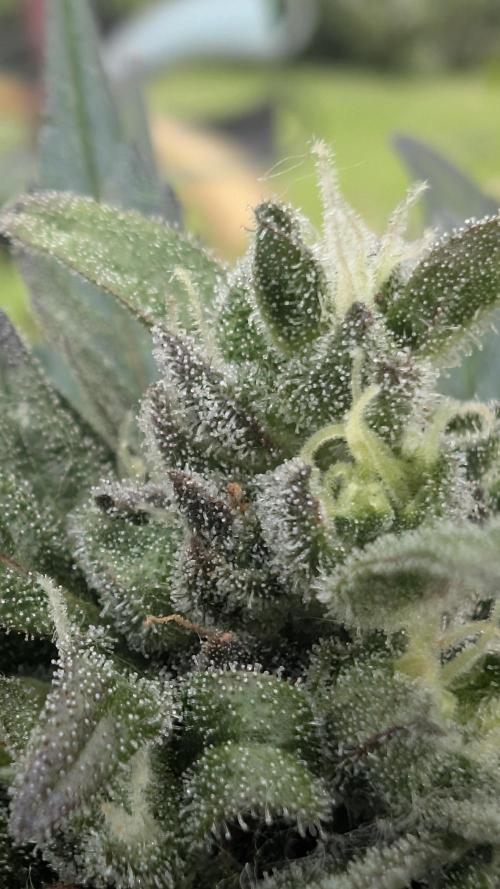 Wild Thai Automatic. Week 9