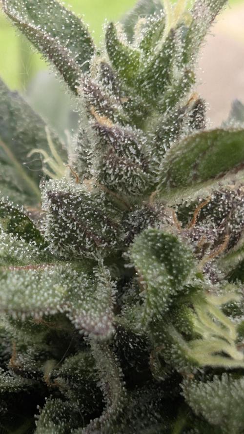 Wild Thai Automatic. Week 9