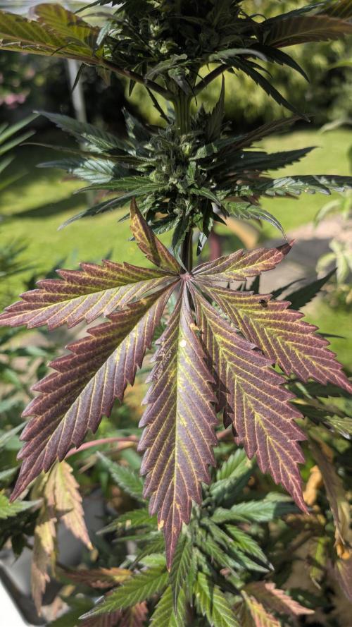 Wild Thai Automatic. Week 9