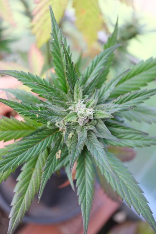Wild Thai Automatic. Week 9