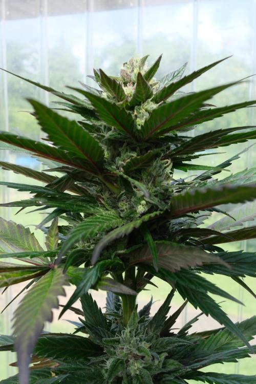 Wild Thai Automatic. Week 9