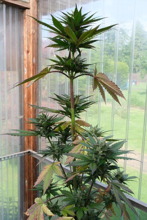 Wild Thai Automatic. Week 9
