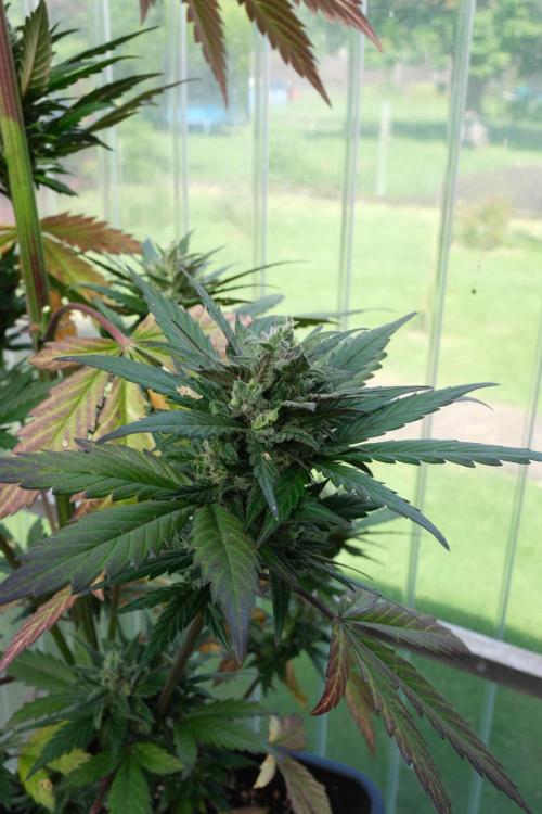 Wild Thai Automatic. Week 9