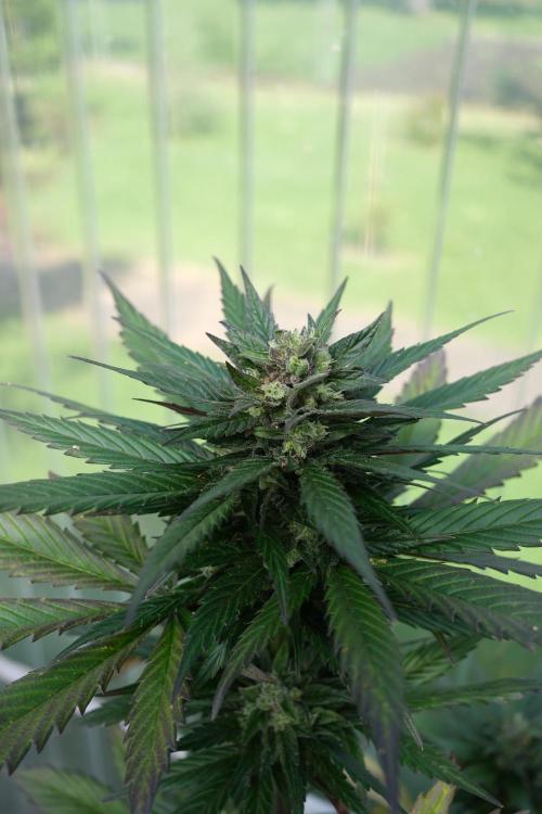 Wild Thai Automatic. Week 9