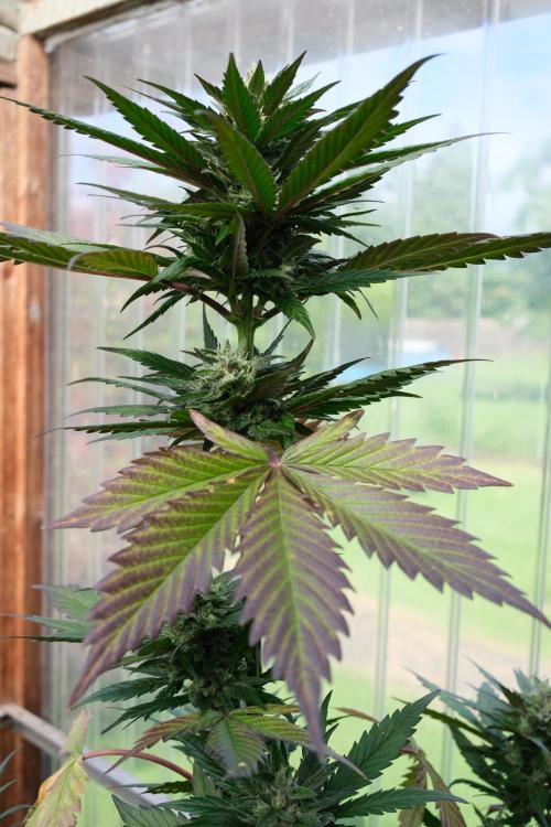 Wild Thai Automatic. Week 9