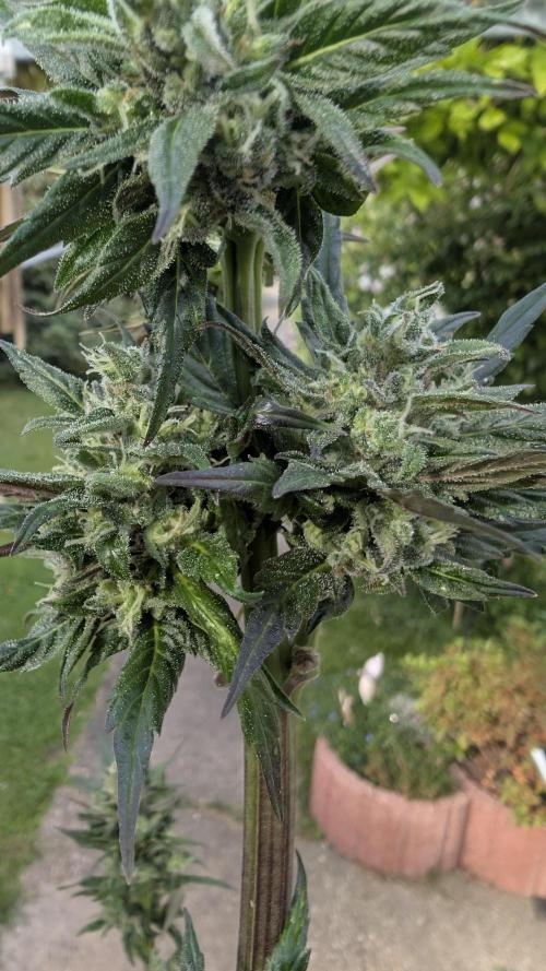 Wild Thai Automatic. Week 10